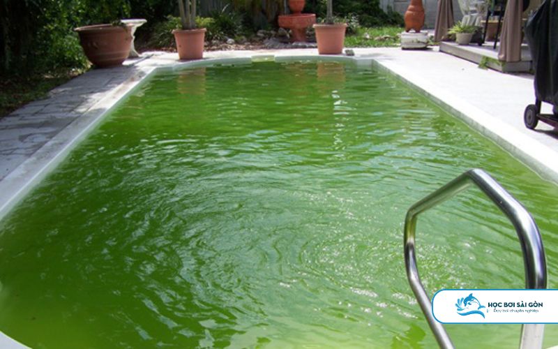 Lợi Ích Của Chất Diệt Rêu